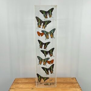 Vintage 80’s Urania leilus Day-Flying Moth Display (Signed 1983) Large Case
